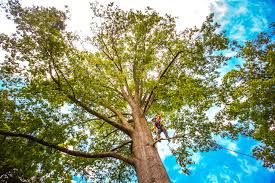 Best Root Management and Removal  in Whitinsville, MA