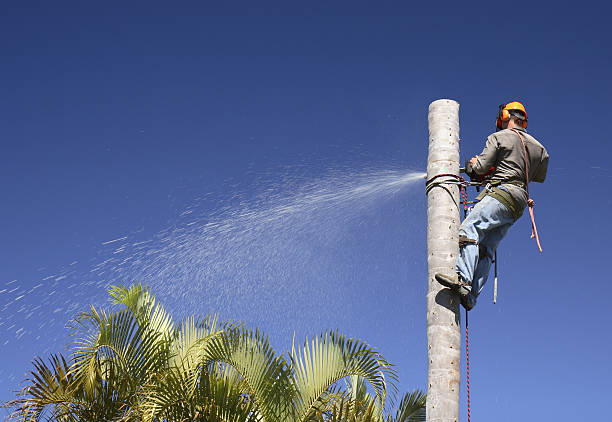 Reliable Whitinsville, MA Tree Care Solutions