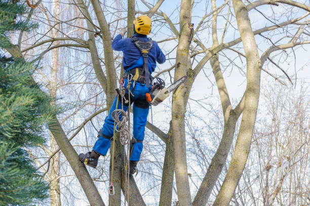 Leaf Removal in Whitinsville, MA
