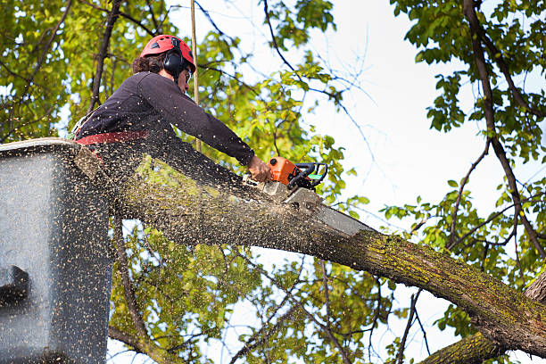 Best Pest Control for Lawns  in Whitinsville, MA